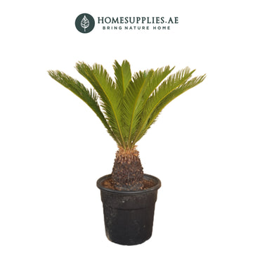 Cycas Revoluta